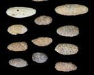Lot: Fossil Seed Cones (Or Aggregate Fruits) - Pieces #148846-2